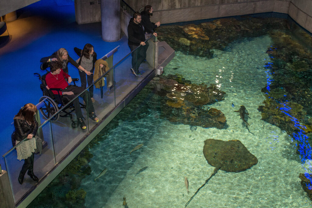 people looking at animals in the water