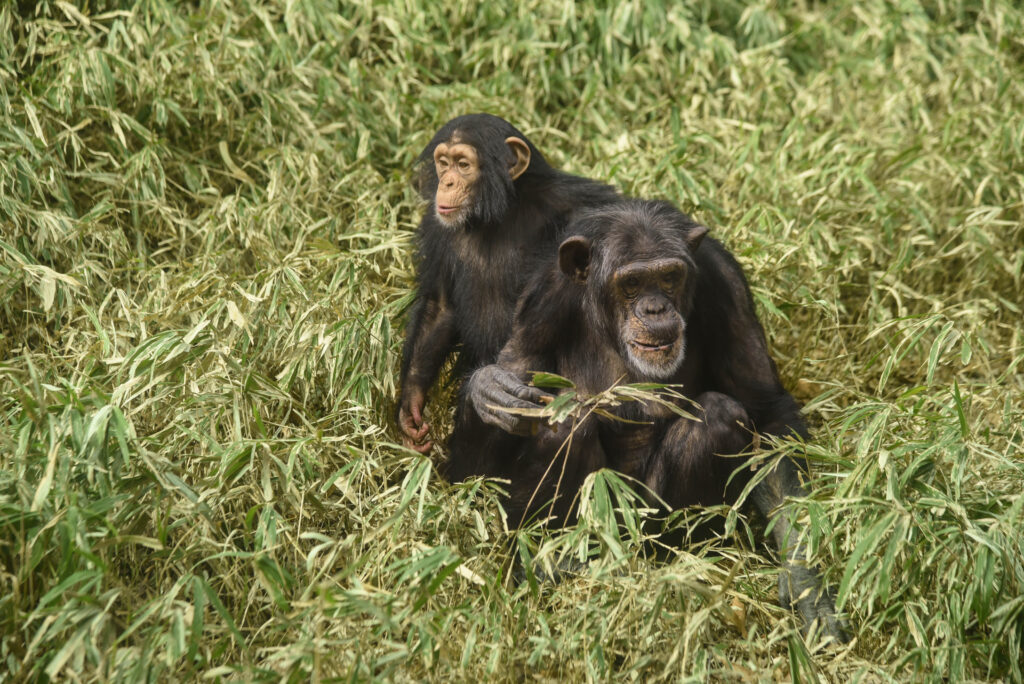 Chimpanzees in the grass at the Zoo