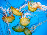 National Aquarium, Baltimore