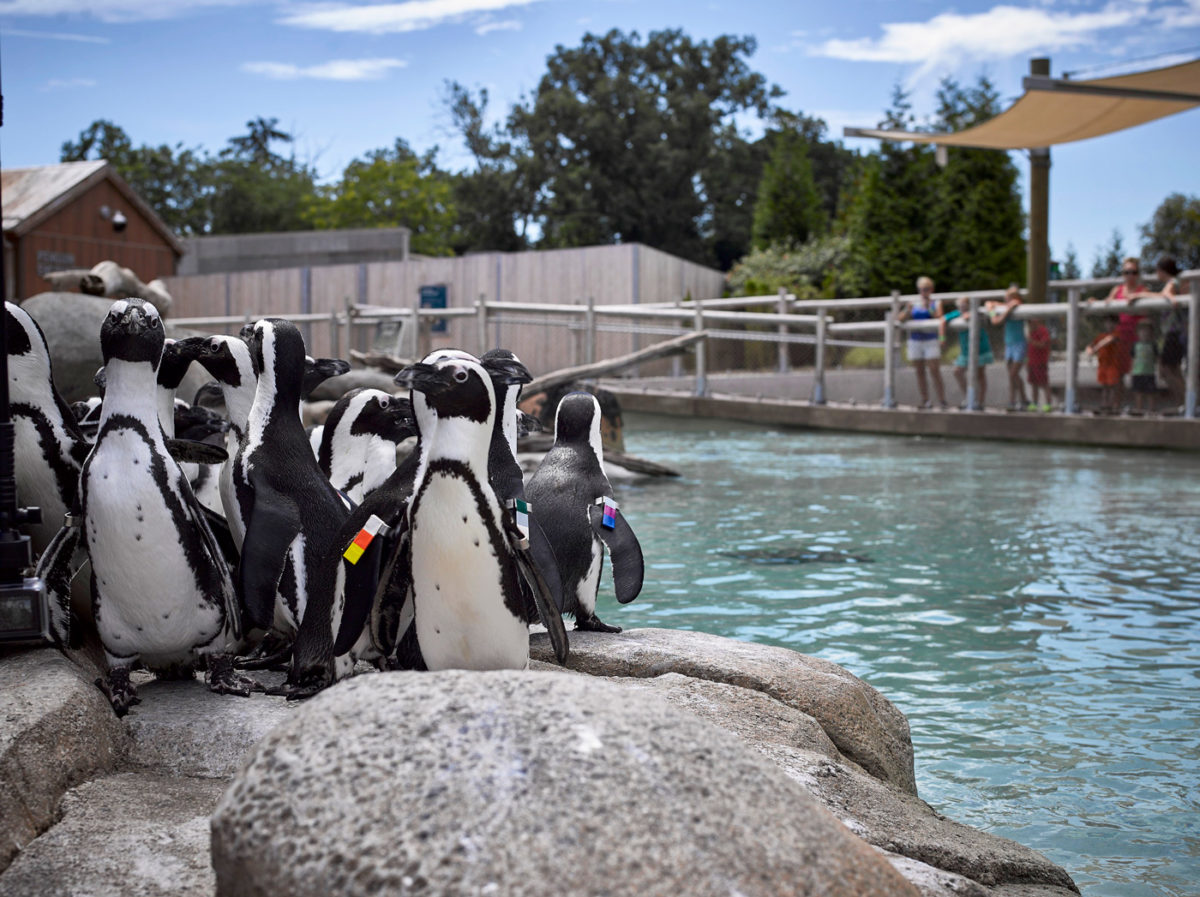 Close up of Magellanic Penguins on a sunny day.