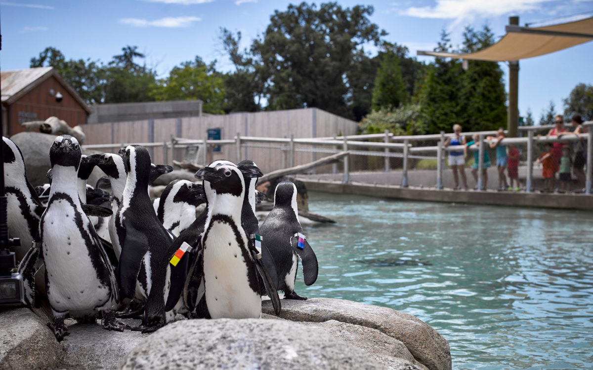 Close up of Magellanic Penguins on a sunny day.
